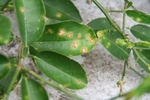 uploads/images/disease/Citrus canker.jpg